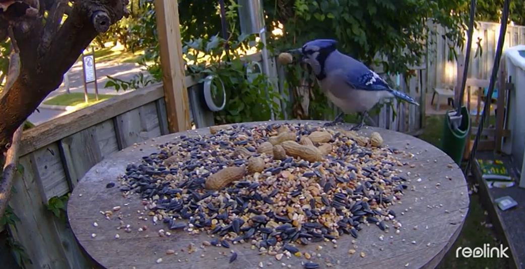 Kamera IP Reolink GO Series G330 4MP 4G LTE USB-C z akumulatorem camouflage